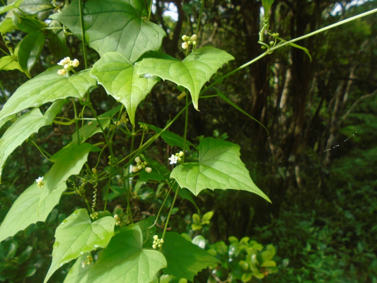 Zehneria maysorensis Arn.